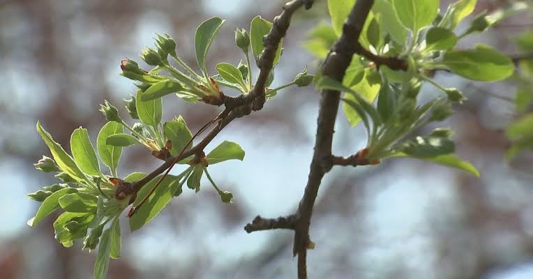 Allergy season is hitting Philadelphia early due to warmer temps. Here's what doctors recommend.
