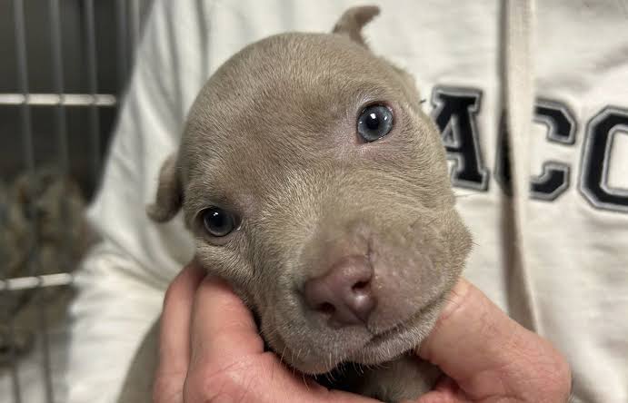 Record number of people in L.A. catching typhus — a serious disease — from fleas