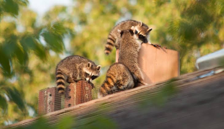 State public health labs step up as CDC pauses testing for various pathogens, including rabies, mpox