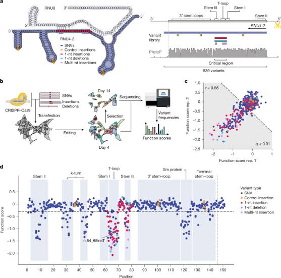 Saturation editing of RNU4-2 reveals distinct dominant and recessive disorders