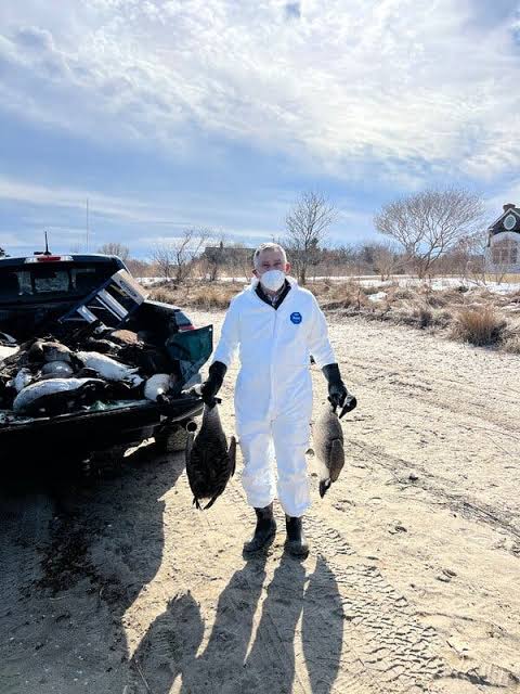 Local Landscaper Tackles the Hamptons Bird Flu Problem