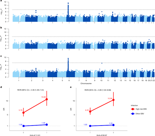 EBV strain interacts with host HLA to drive nasopharyngeal carcinoma risk