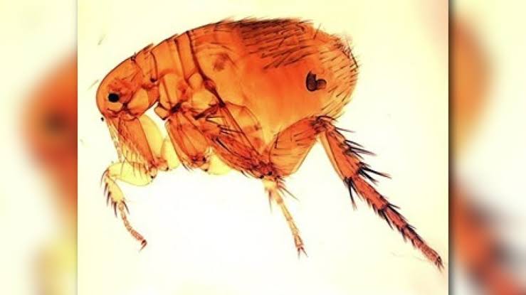 LA County sees all-time high of flea-borne typhus cases, health officials say