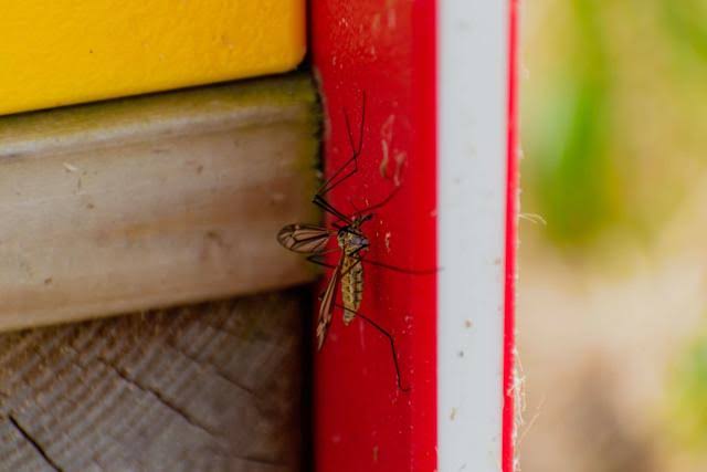 Bug Bite Magnet? A Mosquito Researcher Shares 3 Tips for Keeping Them Away (And 3 Hacks to Skip)