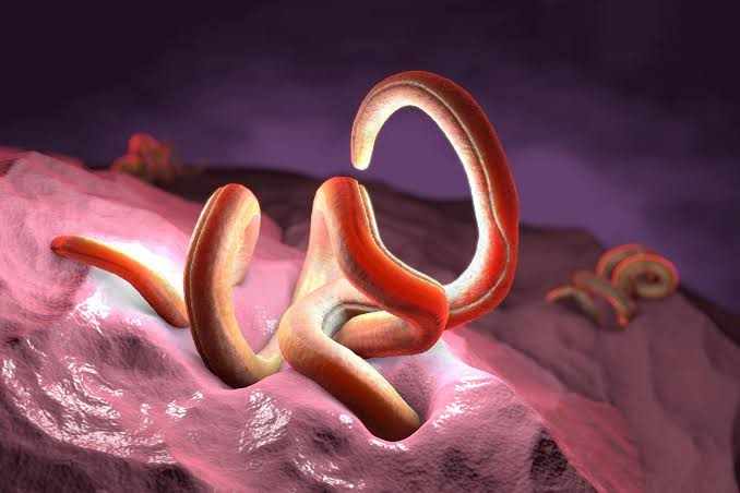 The Surprising Diet Rule That Makes “Good” Parasites Work