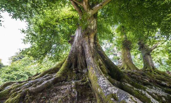Say Goodbye to Nanoplastics Slipping Through Filters, This Tree’s Seeds Clean Water in Minutes