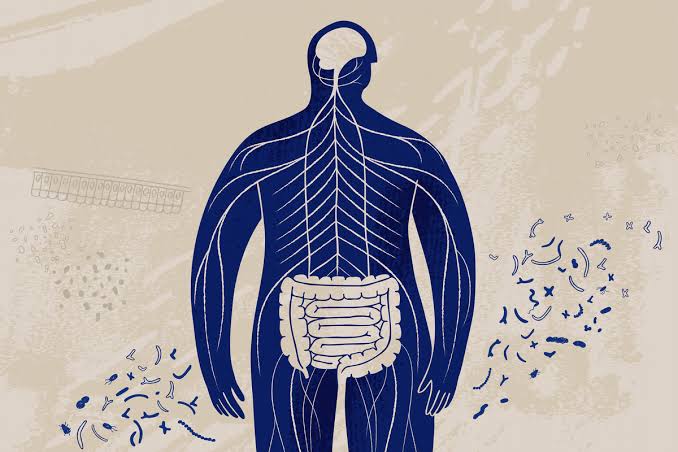 High-fat diets cause gut bacteria to enter brain, Emory study finds | Emory University | Atlanta GA