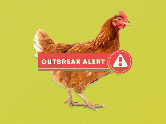 CDC Announces Salmonella Outbreak Linked to Chicken in 13 States