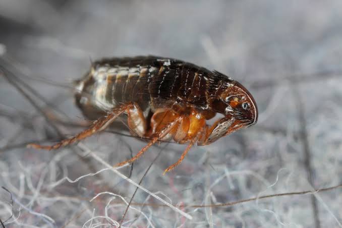 Flea-borne Typhus infections have hit record levels in LA. Here’s how to protect yourself