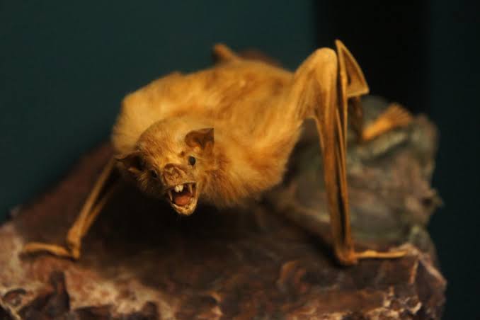 Vampire bats in Mexico may feed on CWD-positive deer, spreading disease and posing species-jump threat