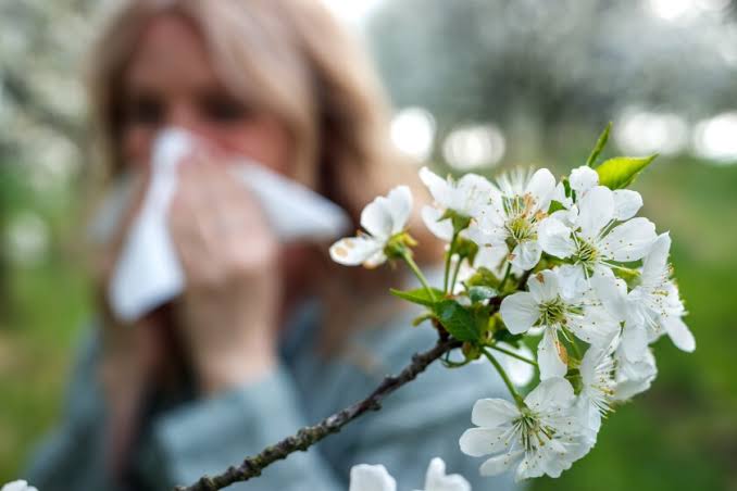 In Duluth, climate change has extended the allergy season by 5 weeks