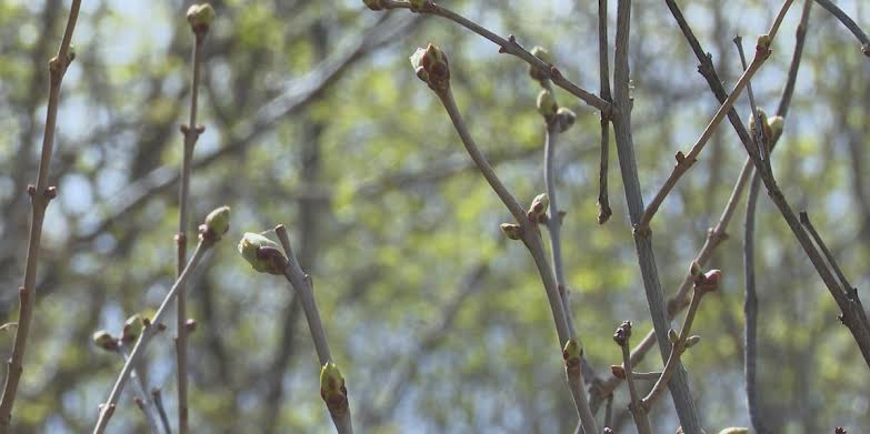 Colorado spring allergy season hits earlier than usual, and the same is likely for summer