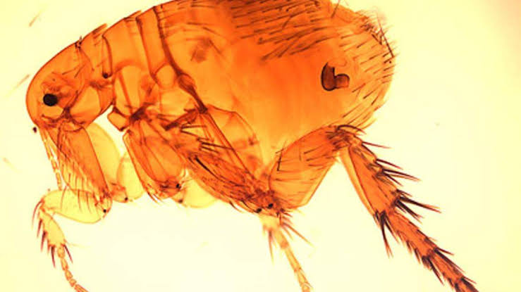 Ancient flea-borne disease makes comeback in California. What’s typhus?