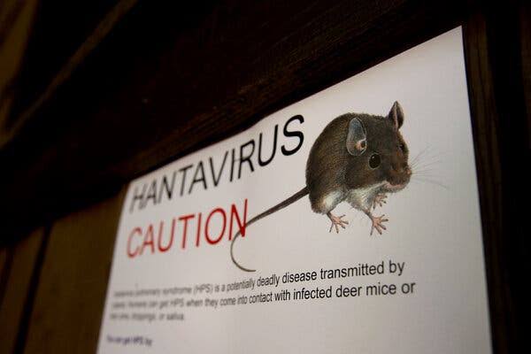 ‘You Just Can’t Get the Air In’: How Hantavirus Turns Deadly