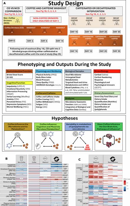 Habitual coffee intake shapes the gut microbiome and modifies host physiology and cognition