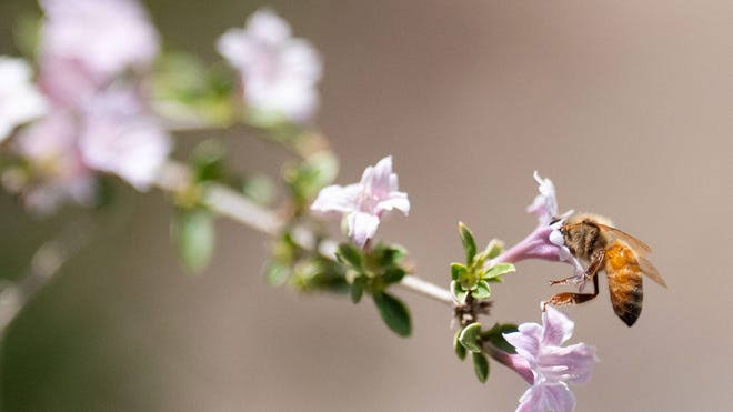 Pollen counts are rising. Here's which cities will be hit the hardest