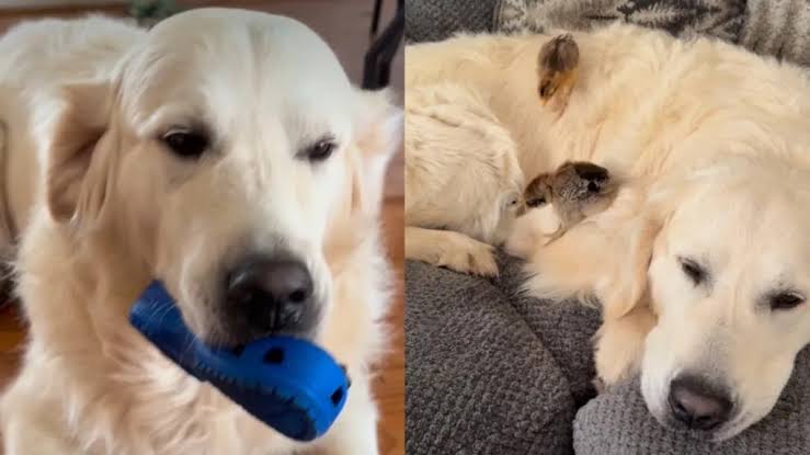 Golden Retriever Starts ‘Screaming,’ but His Mood Changes When He Meets His Babies