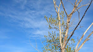 Spring allergies: what causes them and how to find relief