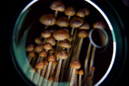 Here's what psychedelics actually do to the brain