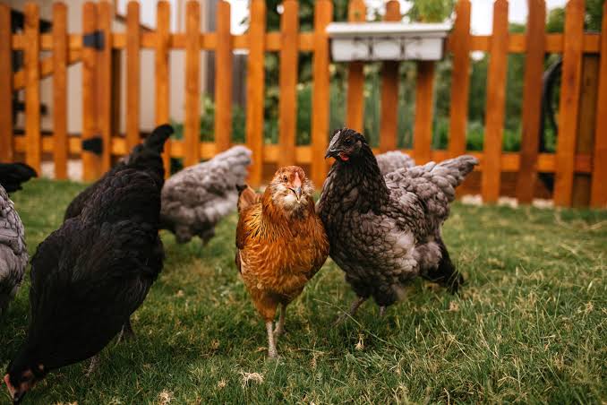 Backyard Chickens Are Spreading Antibiotic-Resistant Salmonella Across the US, CDC Warns