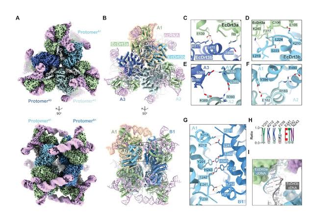 Bacterial defense system builds DNA in unexpected new way to stop viruses