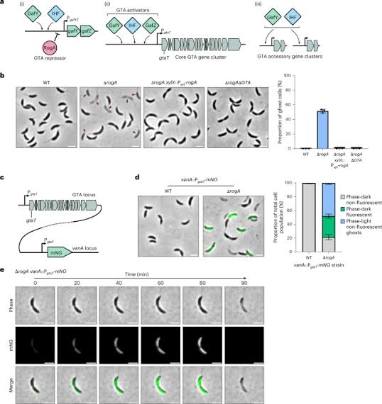 A bacterial CARD–NLR-like immune system controls the release of gene transfer agents