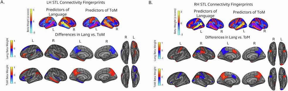 Children may be born with two complex cognitive functions already established, research reveals