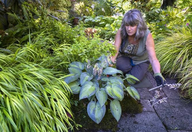 Garden therapy: Why getting your hands dirty is the best ‘medicine’