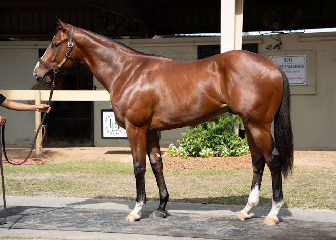 OBS History Made: Zedan Buys Flightline Colt For Record-Shattering $10.5 Million