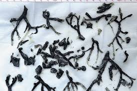 Black Gunk Found in Man’s Lungs Exposes an Even Darker Side of Wildfire Smoke