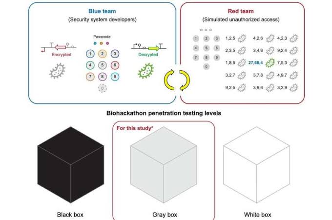 Hackers meet their match: New DNA encryption protects engineered cells from within