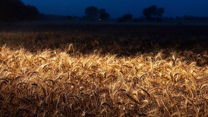 The coming global food crisis