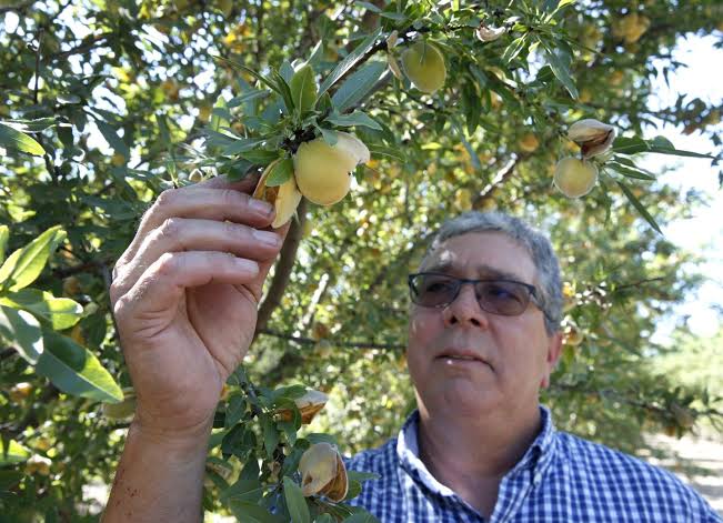 California farmers will destroy 420,000 peach trees after Del Monte closes canning facilities