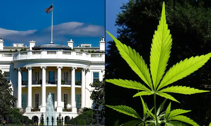White House Drug Czar Clarifies That Marijuana Is 'Still Illegal' Following Trump Administration's Rescheduling Move