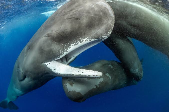 We’re one step closer to understanding the sperm whale ‘alphabet’