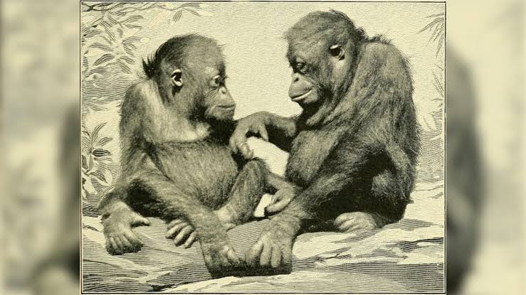 Apes may have originated in north Afrida, study finds