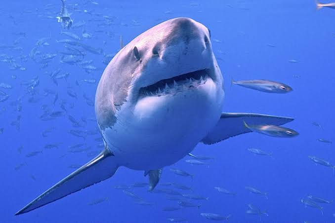 There's no such thing as a shark, suggest scientists