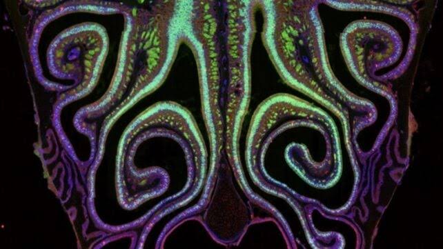 Scientists Have Created The First Ever 'Smell Map', And It's Stunning
