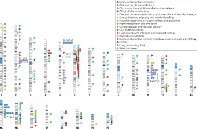 Insights into human adaptation from ancient DNA