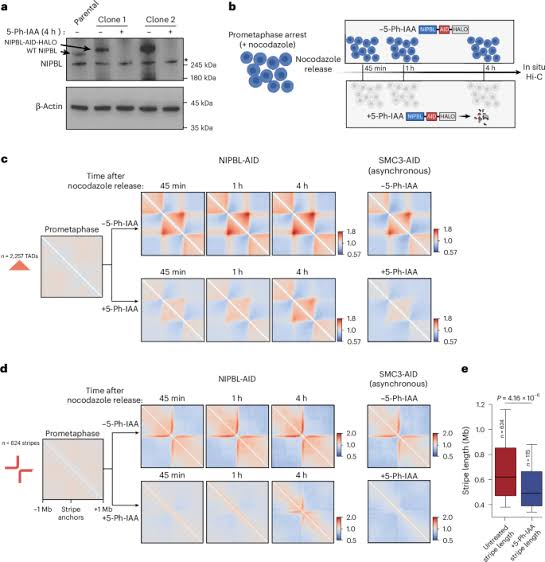 De novo formation of cis -regulatory contacts in the absence of NIPBL-driven chromatin loop extrusion