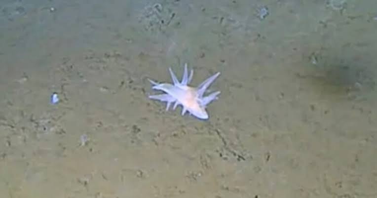 Deep-Sea Cameras Off Japan Film Mysterious Floating Creature Scientists Can’t Identify