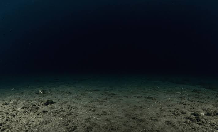 Scientists Discover New Marine Species Hiding in South Korea’s Deepest Coastal Waters