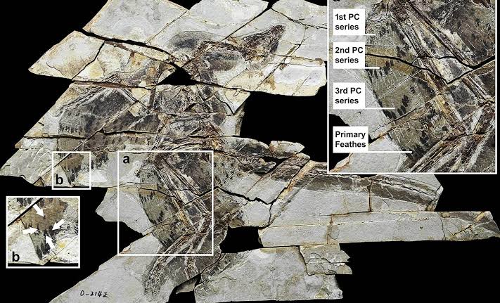 First 'technicolor' dinosaur fossil has four wings and forced scientists to rethink the evolution of flight