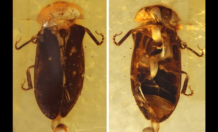 Scientists Uncover 99-Million-Year-Old Firefly That Once Glowed Beside Dinosaurs