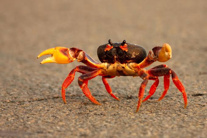 Scientists Just Solved the Mystery of Why Crabs Walk Sideways