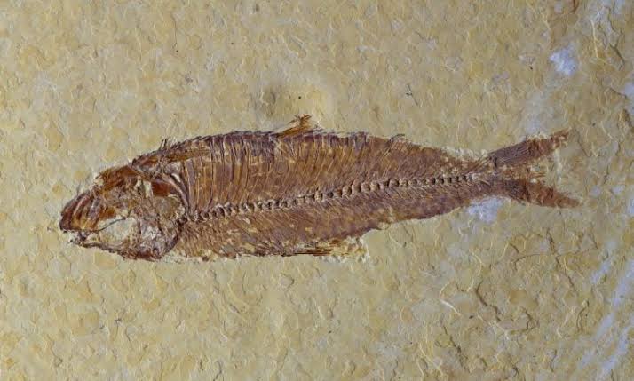 436-Million-Year-Old Fish Fossil Rewrites the Story of How Vertebrates Evolved