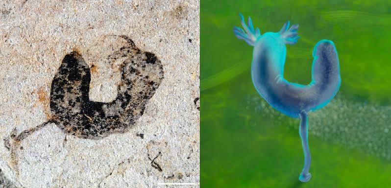 Spectacular fossil treasure trove pushes back origins of complex animals