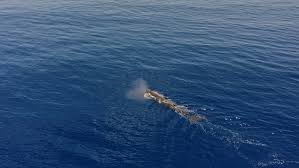AUDIO: How sperm whales communicate like humans