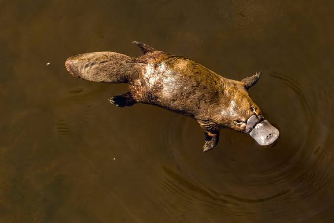 Platypus Fur Hides a Microscopic Feature Only Birds Were Supposed to Have