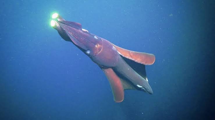Rare giant squid found in western Australia
